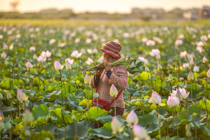 Lotus for Loving-Kindness